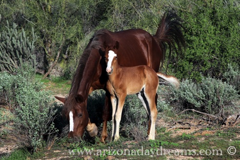 Foal and Mare 1
Vered River, Rio Verde, AZ.